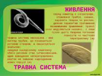 травна система наскрізна - має вигляд трубки, що починається ротовим отвором,...