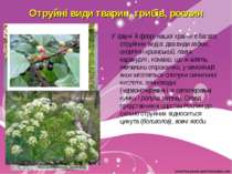 Отруйні види тварин, грибів, рослин У фауні й флорі нашої країни є багато отр...