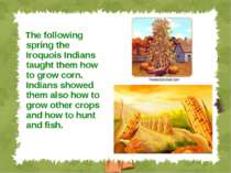 The following spring the Iroquois Indians taught them how to grow corn. India...