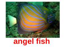 angel fish