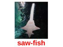 saw-fish