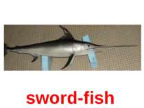sword-fish