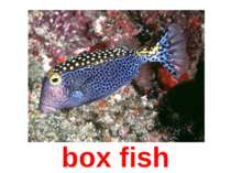 box fish