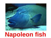 Napoleon fish