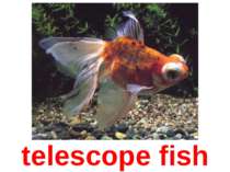 telescope fish