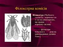 Філоксерна комісія Філоксе ра (Phylloxera vastatrix) - коренева тля із загону...