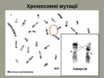 Хромосомні мутації Інверсія