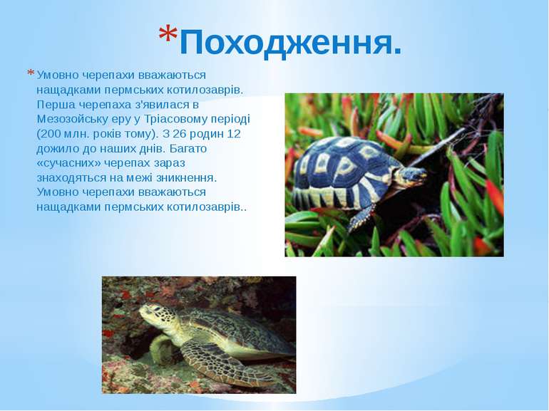 Походження. Умовно черепахи вважаються нащадками пермських котилозаврів. Перш...