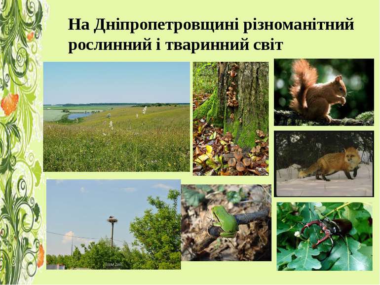 На Дніпропетровщині різноманітний рослинний і тваринний світ