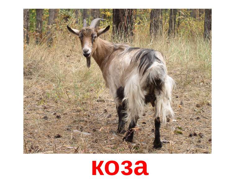 коза
