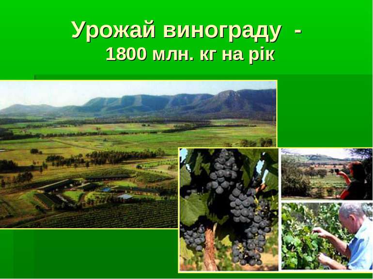 Урожай винограду - 1800 млн. кг на рік