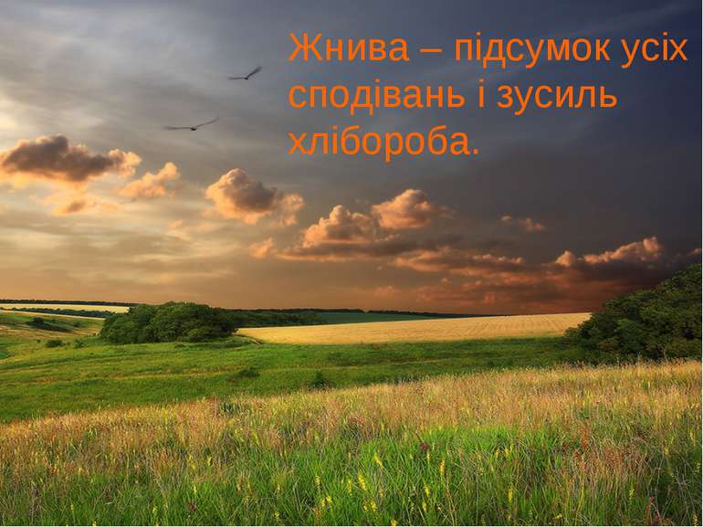 Жнива – підсумок усіх сподівань і зусиль хлібороба.