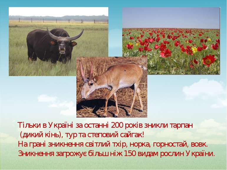 Тільки в Україні за останні 200 років зникли тарпан (дикий кінь), тур та степ...