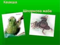 Квакша Шпоркова жаба