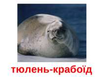 тюлень-крабоїд