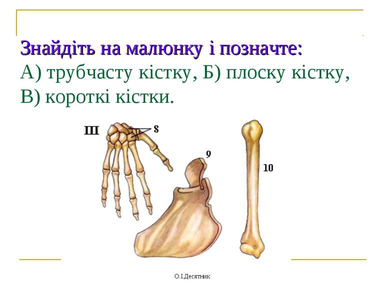 Знайдіть на малюнку і позначте: А) трубчасту кістку, Б) плоску кістку, В) кор...
