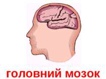 головний мозок