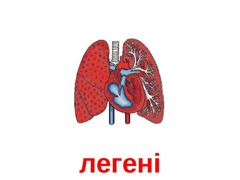 легені