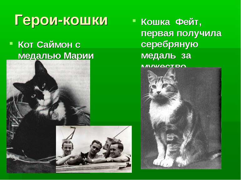 Герои-кошки Кот Саймон с медалью Марии Диккин Кошка Фейт, первая получила сер...