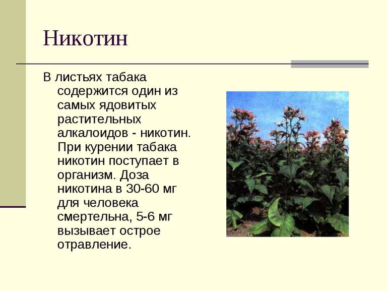Никотин В листьях табака содержится один из самых ядовитых растительных алкал...