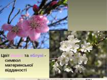 Цвіт вишні та яблуні - символ материнської відданості Вчитель математики Подг...