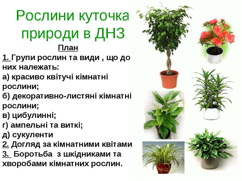 Рослини куточка природи в ДНЗ План 1. Групи рослин та види , що до них належа...