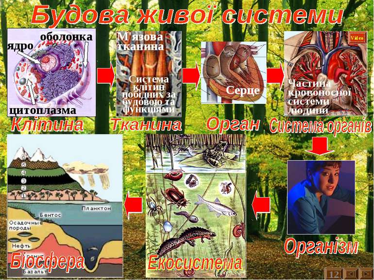 Частина кровоносної системи людини Video 12 Серце М'язова тканина Система клі...