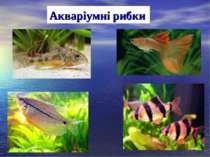 Акваріумні рибки