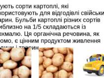 Існують сорти картоплі, які використовують для відгодівлі свійських тварин. Б...