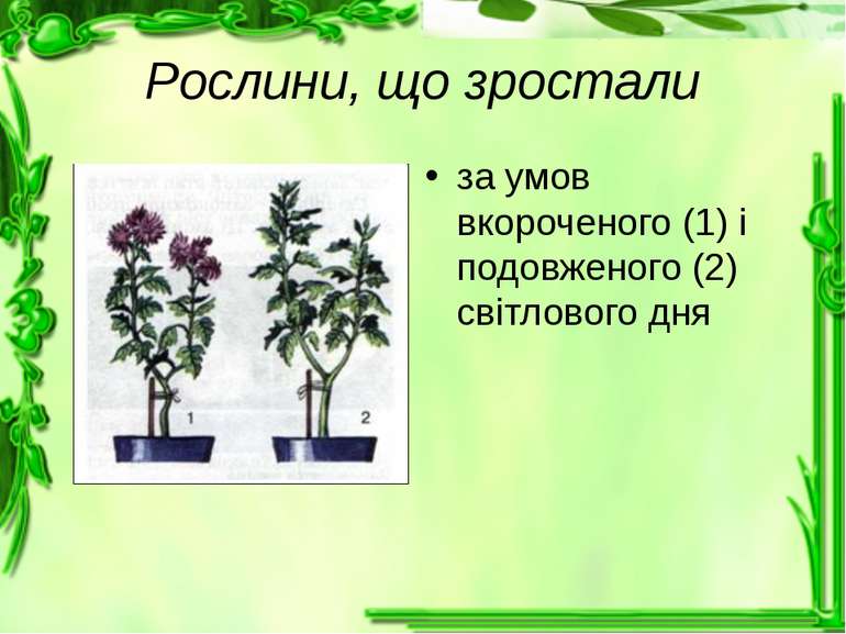 Рослини, що зростали за умов вкороченого (1) і подовженого (2) світлового дня