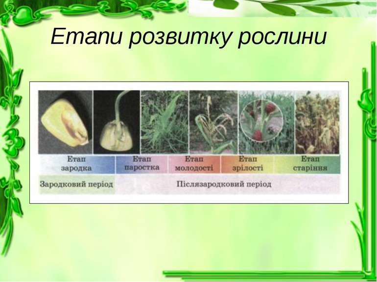 Етапи розвитку рослини