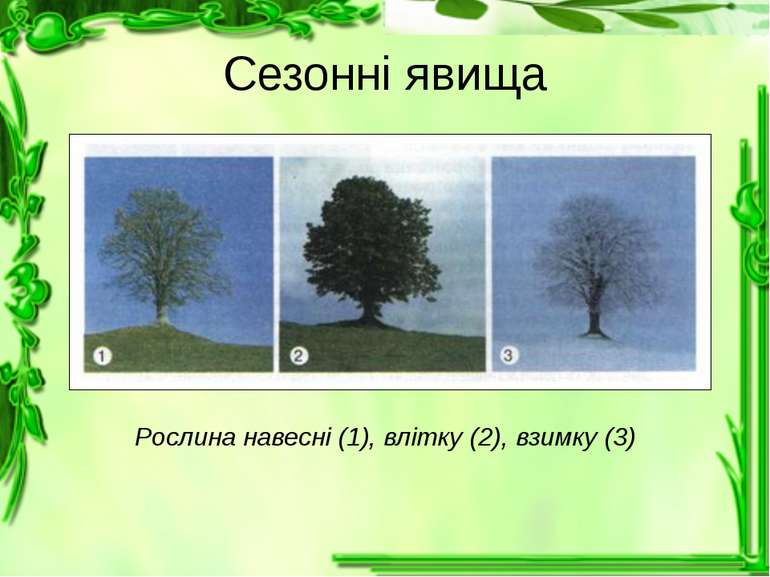 Сезонні явища Рослина навесні (1), влітку (2), взимку (3)