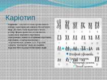 Каріотип Каріотип - сукупність ознак хромосомного набору, характерна для кожн...