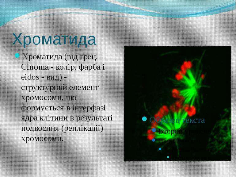 Хроматида Хроматида (від грец. Chroma - колір, фарба і eidos - вид) - структу...