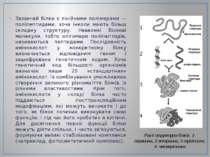 Зазвичай білки є лінійними полімерами — поліпептидами, хоча інколи мають біль...