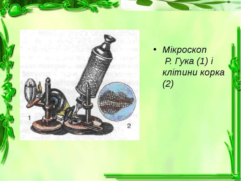 Мікроскоп Р. Гука (1) і клітини корка (2)