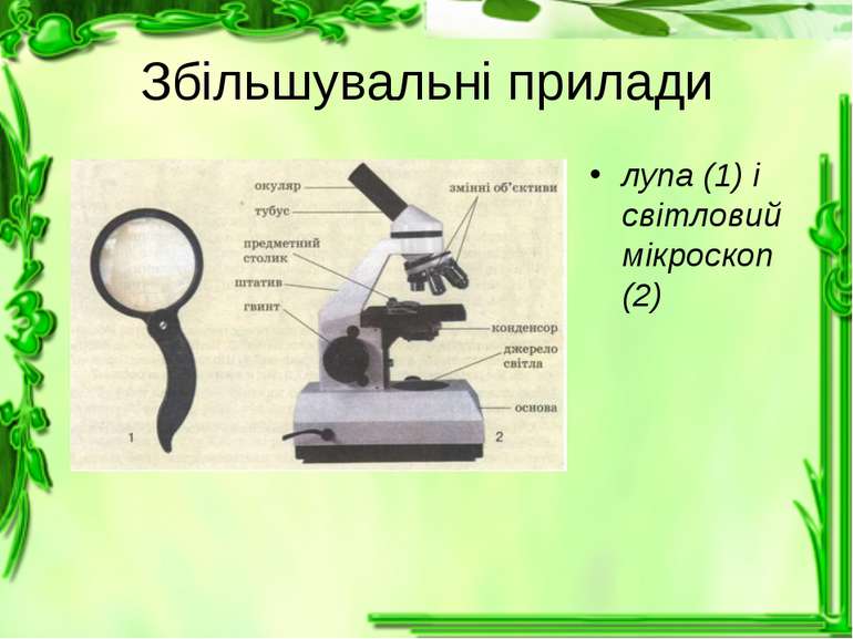 Збільшувальні прилади лупа (1) і світловий мікроскоп (2)