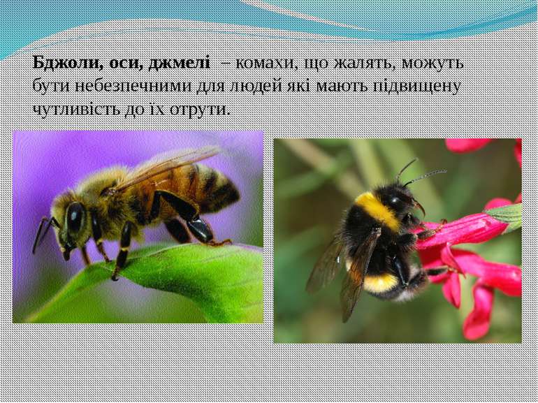 Бджоли, оси, джмелі  – комахи, що жалять, можуть бути небезпечними для людей ...