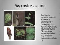 Видозміни листків Видозміни листків: захисні колючки у кактуса (1) і барбарис...