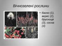 Вічнозелені рослини багно (1), верес (2), брусниця (3), сосна (4)