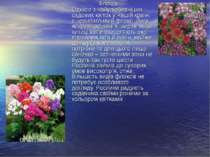 Флокси Однією з найулюбленіших садових квіток у нашій країні є невибагливий ф...