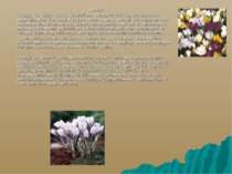 Крокус Крокус Гейфеля, Crocus heuffelianus Herb.) — багаторічна рослина роду ...