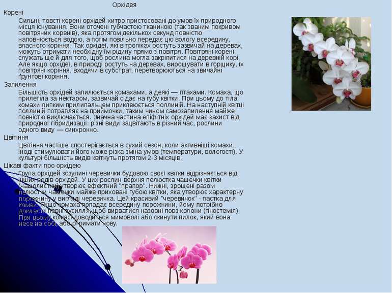 Орхідея Корені Сильні, товсті корені орхідей хитро пристосовані до умов їх пр...