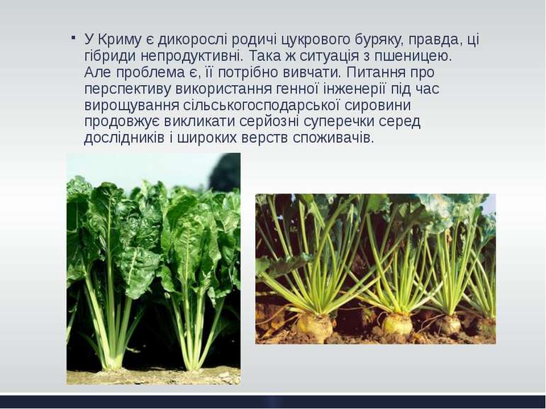 У Криму є дикорослі родичі цукрового буряку, правда, ці гібриди непродуктивні...