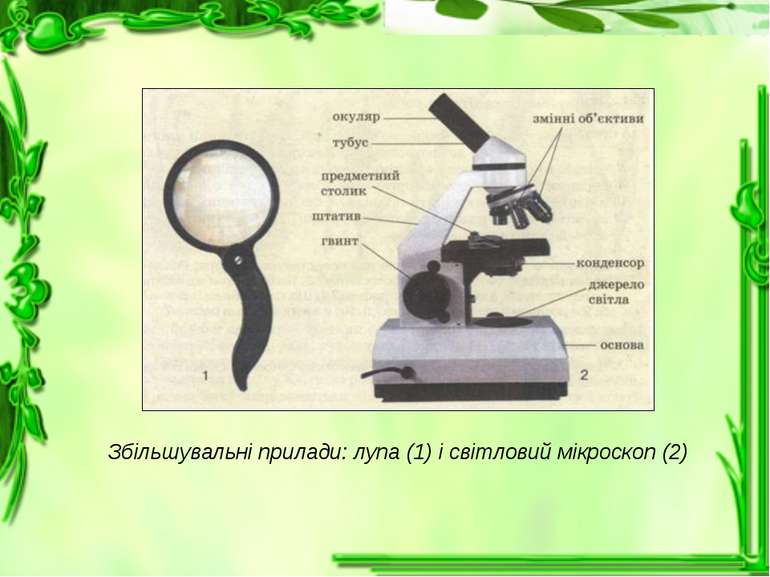 Збільшувальні прилади: лупа (1) і світловий мікроскоп (2)