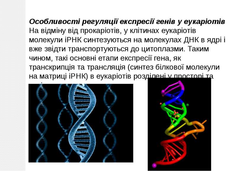 Особливості регуляції експресії генів у еукаріотів На відміну від прокаріотів...