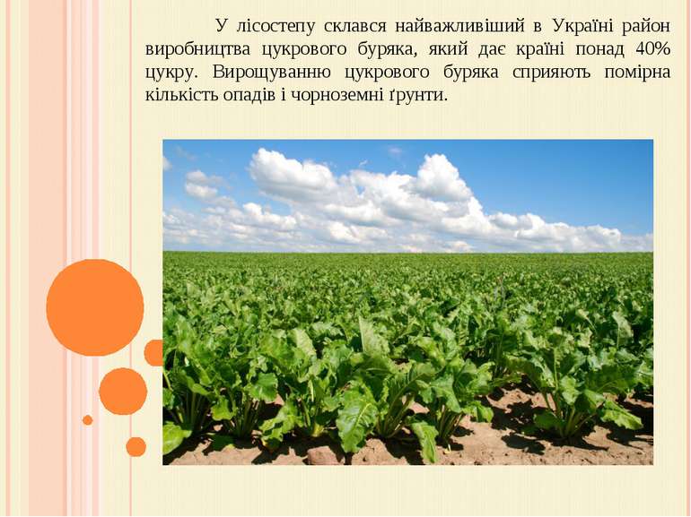 У лісостепу склався найважливіший в Україні район виробництва цукрового буряк...