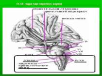IX-XII- ядра пар черепних нервів
