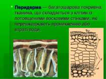 Перидерма — багатошарова покривна тканина, що складається з клітин із потовще...