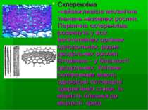 Склеренхіма -найважливіша механічна тканина наземних рослин. Первинна склерен...